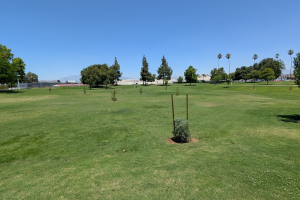 New Park Trees 6-30-25